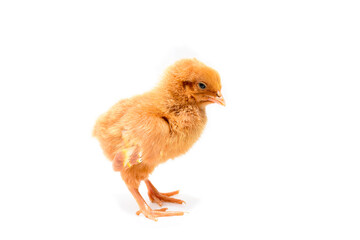 Cute little chicken isolated on white background.