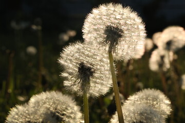 dandelion seed