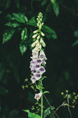 flowers in the garden in London England 