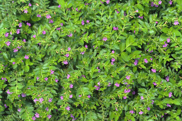 Tiny Purple Flowers