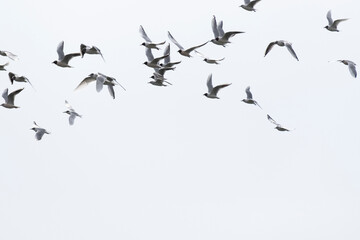 Pájaros volando por el cielo - obrazy, fototapety, plakaty