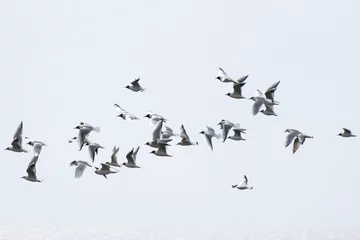 Foto op Canvas Pájaros volando por el cielo © AMRQ