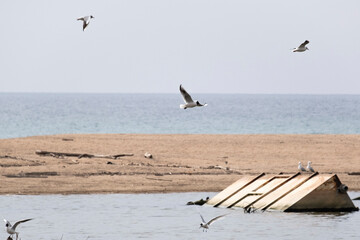 Pájaros merodeando por el lago