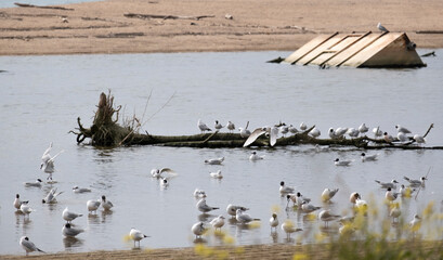 Pájaros merodeando por el lago