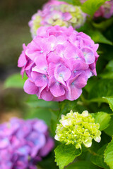 花びらがきれいな紫乃あじさい