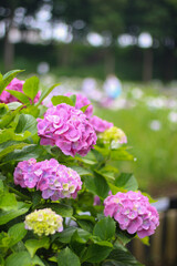 紫乃の花が美しい紫陽花