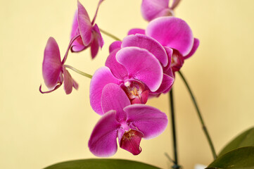 Fototapeta na wymiar blooming pink phalaenopsis orchid in flower pot