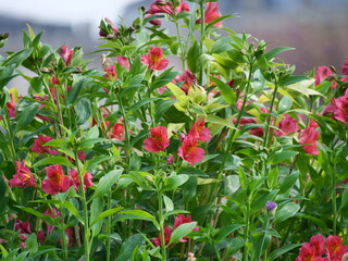 Obraz premium fields of flowers