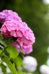 ピンクの花びらが美しいあじさい