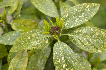 blooming golden aucuba plant close up