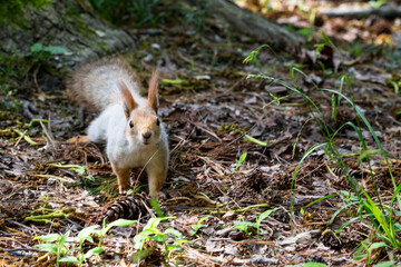 Squirrel close-up among autumn foliage in the forest