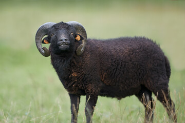 Flehmen response on black male ouessant sheep