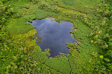 Swamp with trees in the forest. The concept of ecology and environmental protection. Scene riverine swamps. Forest lake with fallen trees, moss, grass in wild. Wetland background. Soft focus.