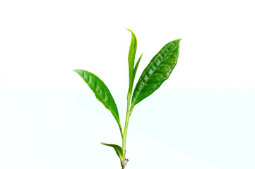 Close-up, the tip of a green tea leaf in the morning, tea plantation, on a white background.