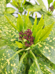 blooming golden aucuba plant close up