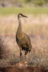 Sandhill Crane parent and newborn colt
