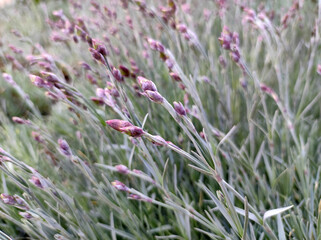 buds of small pink carnations in the garden
