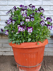 Fototapeta na wymiar colorful blooming pansy flowers in the pot