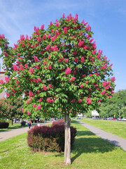 Ruby red horse chestnut tree in pink blossom with blue sky in the background