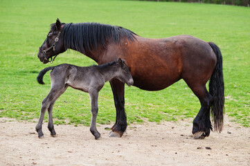 Obraz premium Horse child with mother in green grove.