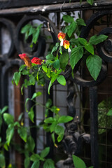 Naklejka na ściany i meble flowers in a garden