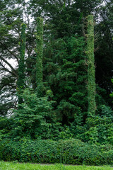 Fototapeta na wymiar 公園の木々