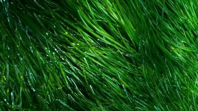 Close-up of dense thickets of green marine grass Posidonia in sunlight. Camera moving forwards in thickets green seagrass Mediterranean Tapeweed or Neptune Grass (Posidonia) Slow motion, Cyprus