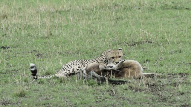 cheetah with freshly killed prey. predator performs stranglehold to the antelope's neck, then carefully watches surroundings, medium shot in open grassland