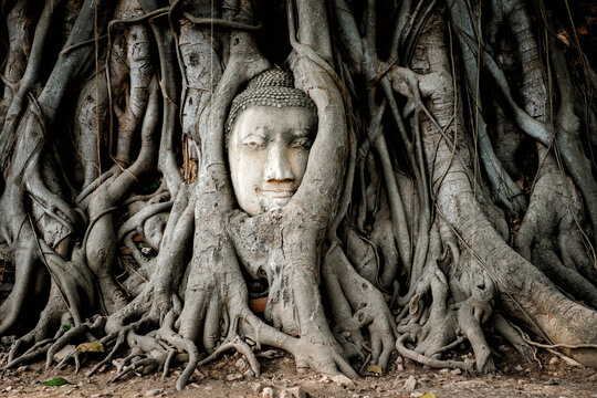 Buddha head in banyan tree roots at Wat Mahathat temple in Ayutthaya, Thailand.	