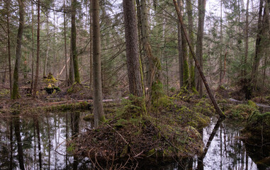 Fototapeta na wymiar Springtime alder-bog forest