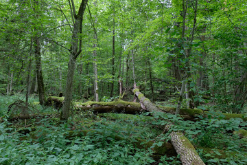 Fototapeta premium Broken old ash trees moss wrapped lying