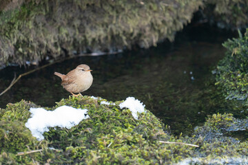 Wren (Troglodytes troglodytes) standing on a moss covered rock in the middle of a stream on a bright sunny day in early spring - 511489855