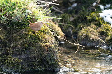 Wren (Troglodytes troglodytes) standing on a moss covered rock in the middle of a stream - 511489856