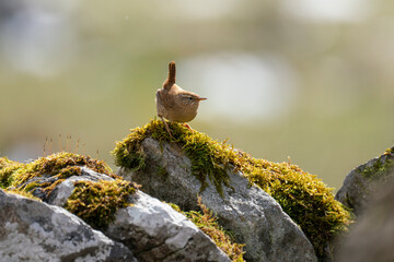 Beautifully posed wren (Troglodytes troglodytes) on alert on a moss covered dry stone wall - obrazy, fototapety, plakaty