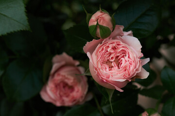 Shrub of pink vintage English rose blooming in the garden