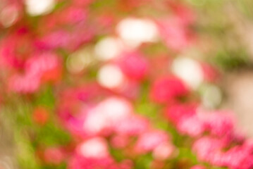 blur pink bokeh background