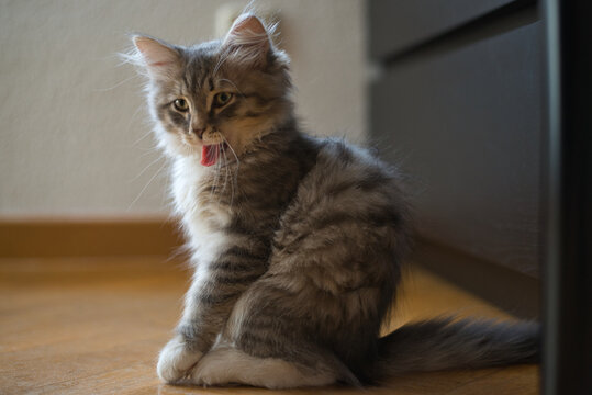 Siberian cat is tired of playing and wants to play. Grey Siberian cat yawning with his tongue outside. Perfect picture for a background. Fluffy Cat. Hypoallergenic Cat.