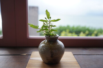 Flowers in vases on windowsill - 窓辺 花瓶 植木鉢	