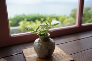 Flowers in vases on windowsill - 窓辺 花瓶 植木鉢