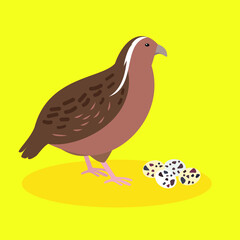 Partridge stands on its paws near the eggs