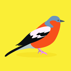 The bullfinch stands on its paws