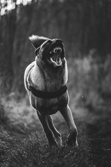 Un beau Malinois prêt a l'attaque