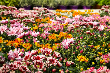 Colorful Chrysanthemum Indicum plants in the garden