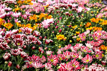 Colorful Chrysanthemum Indicum plants in the garden
