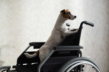 Jack Russell Terrier dog sits in a wheelchair. A devoted friend is waiting for the owner.