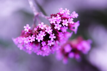 Fototapeta na wymiar 朝の陽ざしの中で咲く小さな可愛いピンクの花