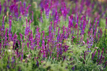 Lavender field with purple and magenta flowers, low depth of field