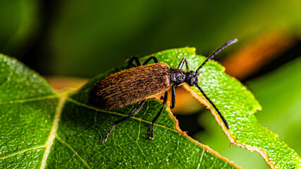 A small brown beetle sits on a green leaf