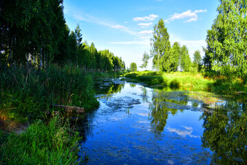 Fototapeta na wymiar River in the wild. View of a small river in the forest among trees and green bushes with grass. Rural environment, clean air and ecology. Wild river in the forest on a summer day. Forest pond or lake.