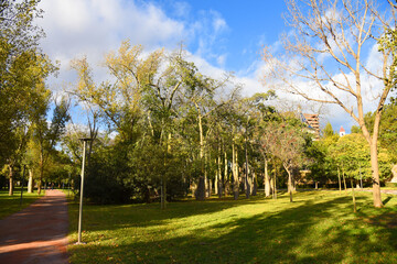 City park with green trees and palm trees. Valencia Central Park with gardens and green trees. Green grass lawn, palm trees and walking paths and bike paths at the beginning of the day in park..